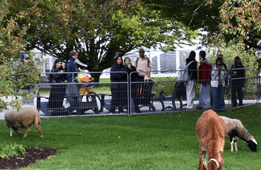CrowdControlFenceRental-2