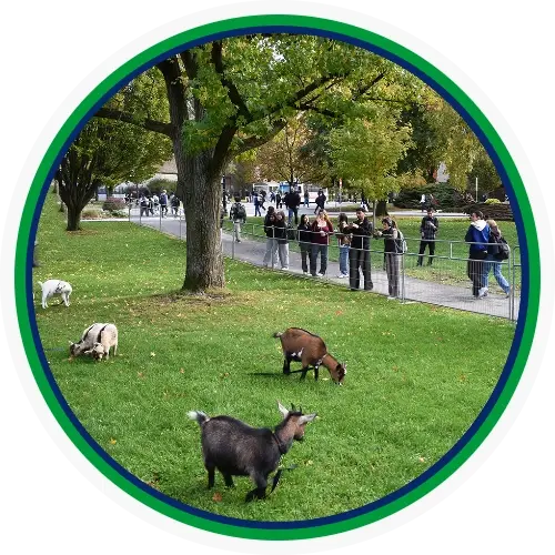 Crowd-Control-Fence