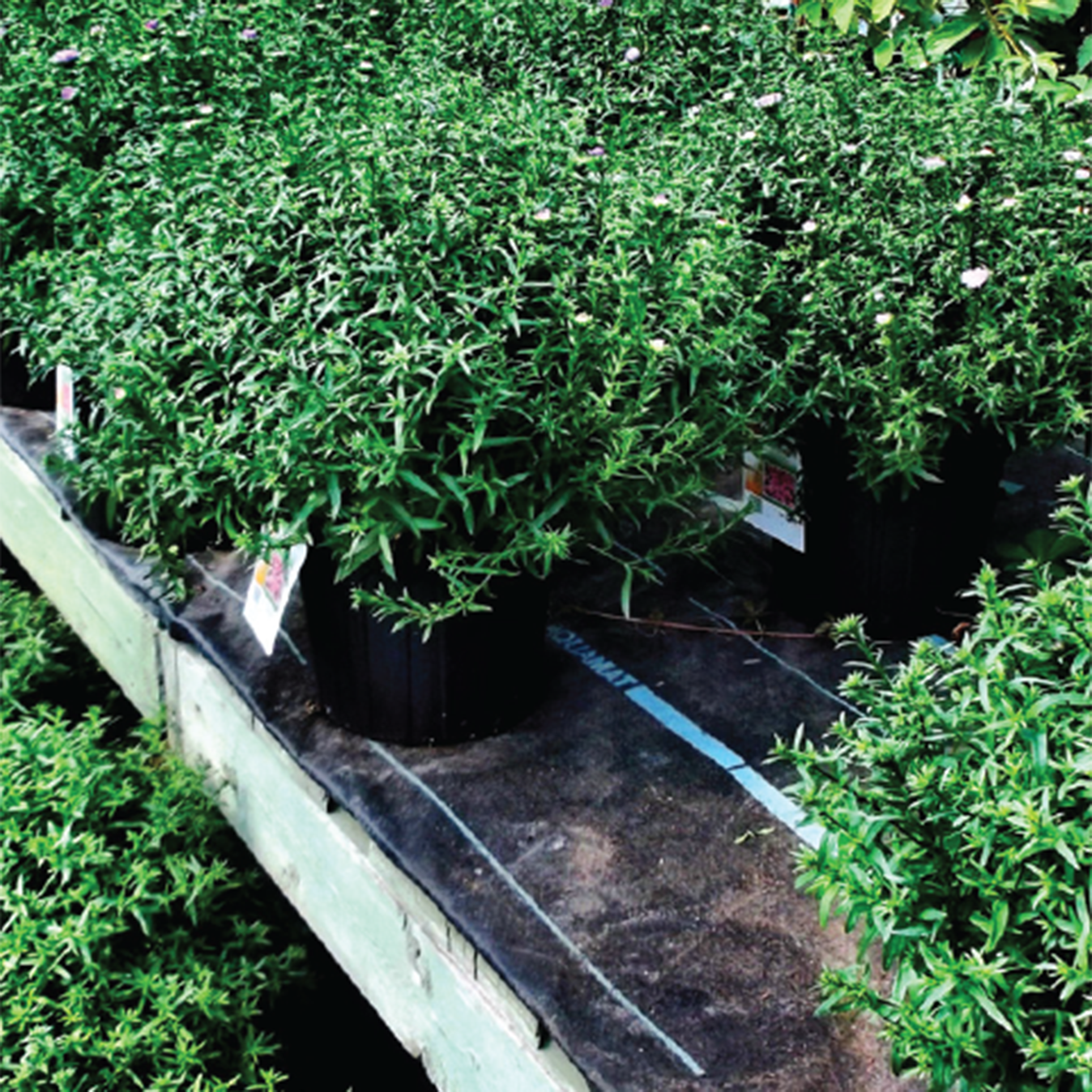Aqua Mat watering mat for nurseries, greenhouses, and garden centre plant irrigation